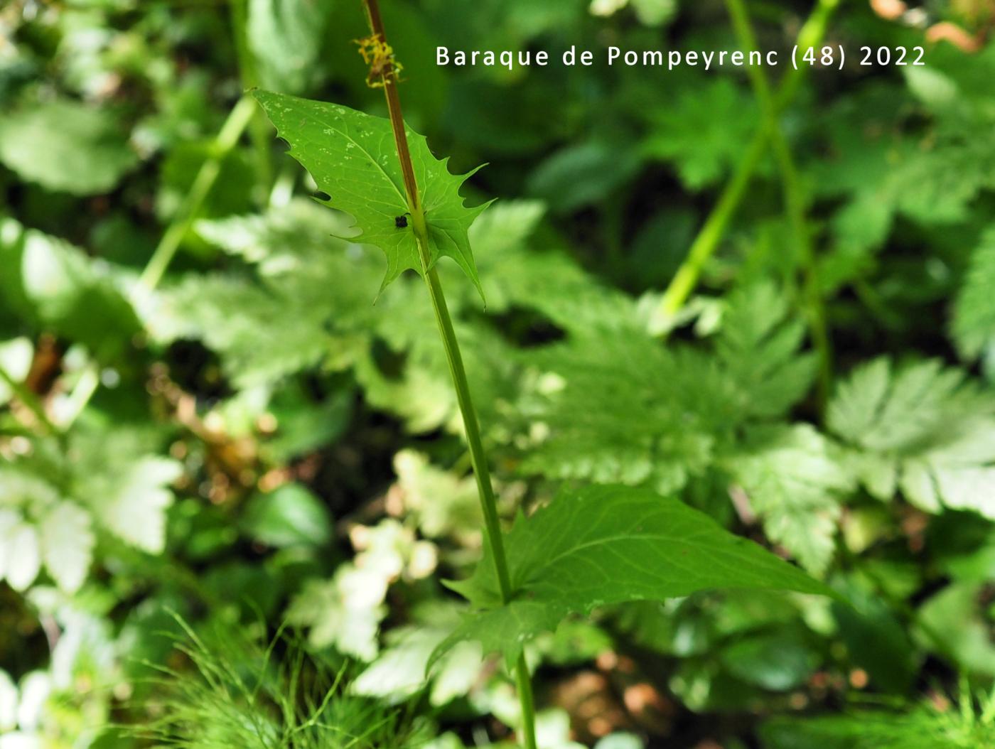 Hawk's-beard, Marsh leaf